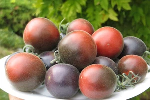 5+ graines de tomate rare Wooly Blue Jay tomato seeds méth.bio - Imagen 1 de 12