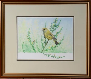 Pintura Gouache de Pájaro Ornitología Original Firmada de Pinzón Verde Chris Shields  - Imagen 1 de 16