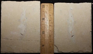 Squid 108 - Both Sides Preserved - Cretaceous Fossils directly from Lebanon - Picture 1 of 1