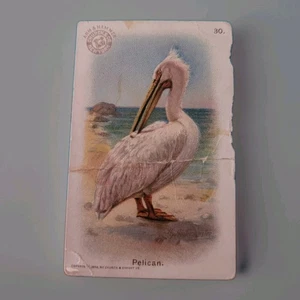 Tarjetas coleccionables 1904 Arm & Hammer "Nueva serie de pájaros" #30 - Pelícano  - Imagen 1 de 2