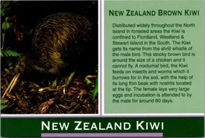 Neuseeland BRAUNE KIWI 4x6 Tier Postkarte - Bild 1 von 2
