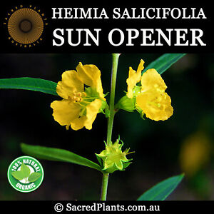 SUN OPENER Sinicuichi 50 Seeds Heimia Salicifolia Sacred Shaman Medicinal Plant