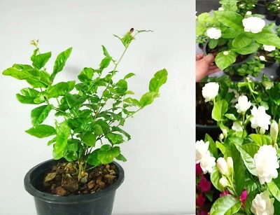 Jasminum sambac (L.) Ait. ‘Mali Chat Dok Bua’, Sweet Strong Fragrance Plant