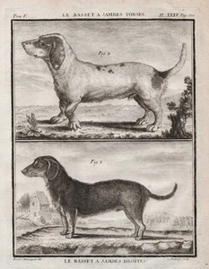 Basset Hound chien Hund dog Hunde dogs Kupferstich gravure engraving Buffon 1780 - Picture 1 of 1