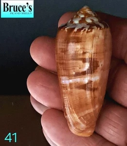 Conus circumcisus #41 66.3mm ULTRA! GORGEOUS BEAUTY from the Philippines - Picture 1 of 10