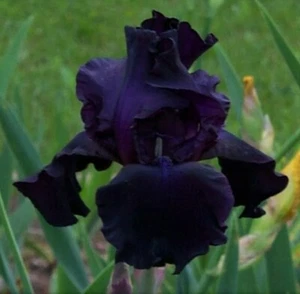 Night Owl Black Bearded Iris Rhizome, Black Flowering Perennial Iris Root - Picture 1 of 12