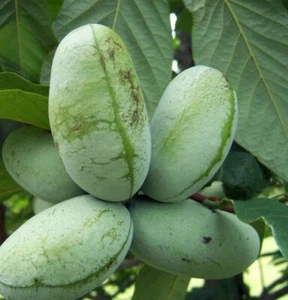 10 Pawpaw Tree Cuttings.  Unrooted Edible/Wildlife  - Picture 1 of 2