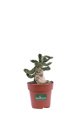Pianta di Euphorbia Stellata vera ornamentale grassa da arredo interno - Immagine 1 di 2