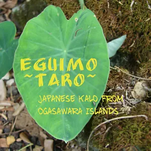 ~EGUIMO~ Japanese Colocasia TARO from Bonin Islds Miyako Live Sml Plant UH #003 - Picture 1 of 6