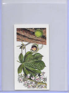 1966 Trees In Britain Horse Chestnut Hippocastanaceae Brooke Bond Tea Card #16 - Picture 1 of 2