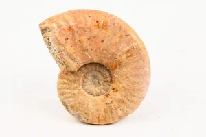 Ammonite Harpoceras Cures Sarthe France Toarcien 57mm amonite Fossile - Foto 1 di 3