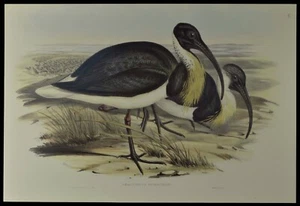 John Gould Straw-necked Ibis Bird British Museum Official Limited Print - Picture 1 of 2