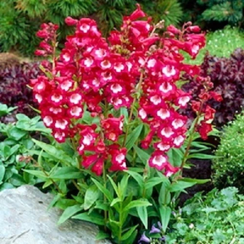 20+ Red/White Penstemon Hartwegii Flower Seeds / Perennial Foto 1 de 1