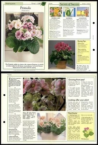 Primula #19 Flowering Plants Success With House Plants 1990 Fold-Out Card - Picture 1 of 1