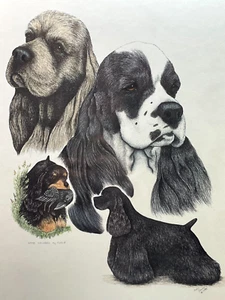 Vintage Cocker Spaniel Hund 11x14 Kunstdruck von Künstler Judy Young signiert - Bild 1 von 5