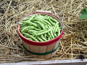 400 Brown Greasy Beans Old Time Kentucky Heirloom non GMO - Picture 1 of 4