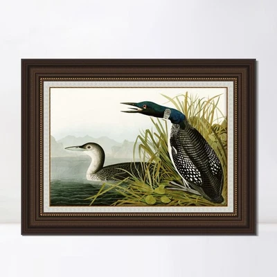 Arte en lienzo enmarcado Great Northern Diver or Loon por John James Audubon decoración del hogar Foto 1 de 4