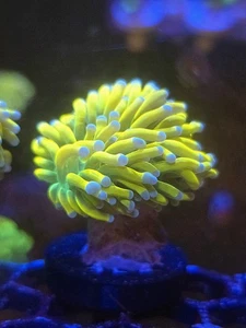 Banana Torch Coral Wysiwyg White Tips - Picture 1 of 1