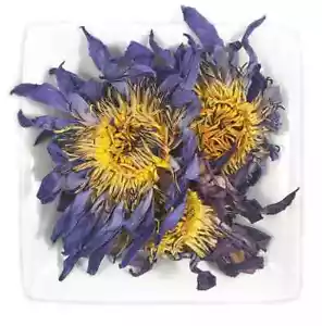 Bio ganz blühende blaue Lotusblumen (Nymphaea caerulea) ägyptischer USA VERSAND - Bild 1 von 1
