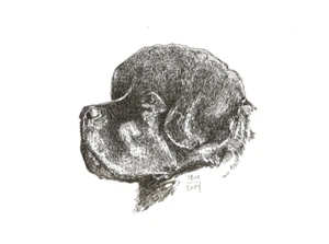 Newfoundland Print - Picture 1 of 1
