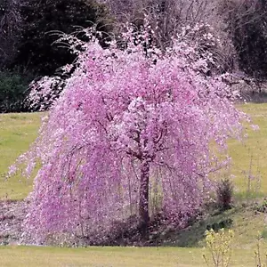 Semi di Sakura, 20Pcs/Bag Semi di Sakura Guidabile Naturale Accattivante Sakura Ba - Foto 1 di 13
