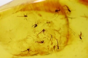Colgante ámbar con 9 insectos, 925 | Ámbar báltico con fósil | Inclusión ámbar - Imagen 1 de 8