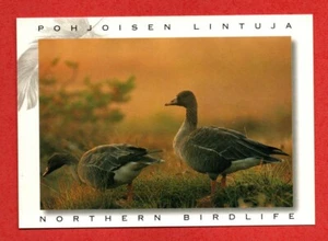 Postal europea TAIGA FRIJOL GANSO PÁJARO SALVAJE animal pinzón halcón pato urogallo cisne - Imagen 1 de 2
