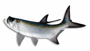 Handbemalt 19" Tarpon Fisch Salzwasser Angeln Wandhalterung Dekor Skulptur 78T - Bild 1 von 3