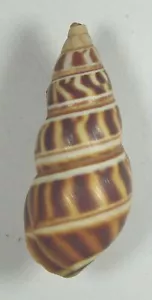 LIGUUS BLAINIANUS PILSBRYI 41,47 mm SUPER AUSWAHL SELTENES PROBEN Pinar del Rio, Kuba - Bild 1 von 4