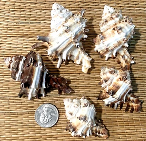 5 MEDIUM MUREX INDIVIA SEA SHELLS - COLLECTING OR CRAFTING - Picture 1 of 4