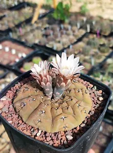 Gymnocalycium basiatrum (platygonum), 50+ seeds, harvest 2024. - Picture 1 of 5