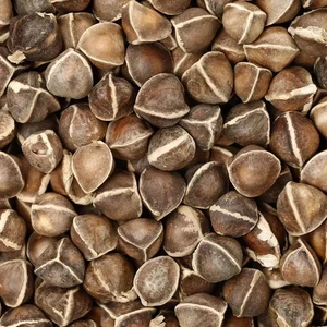 Organic Moringa Seeds | Moringa Oleifera | Dried, Non GMO, Edible,Planting - Picture 1 of 2