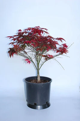 Dwarf Japanese red Maple  'Rhode Island '  Pre-Bonsai Tree 3 Gal, 24" h x 20"w - Image 1 of 3