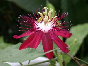 ~~LADY MARGARET~~Red Burgundy Passion Flower Vine Fragrant Live Plant Passiflora