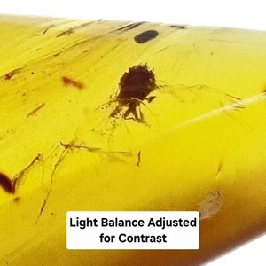Insect (Pentatomoidea?) Inclusion Burmese Amber (Burmite) - Cretaceous - Myanmar - Picture 1 of 8