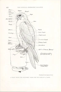 1920s Falconry Hawk Anatomy Illustration National Geographic Page - Picture 1 of 1