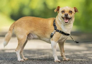 Easy Walk Dog Harness Front Clip Reduces Pulling + 1.8m Lead Small 38-53cm Girth - Picture 1 of 1