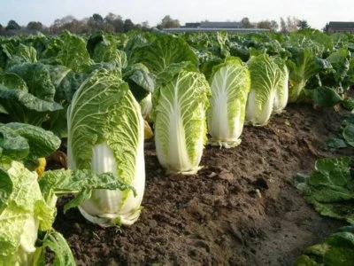 500 Graines de Chou Chinois Pe-Tsaï, Chinese Cabbage Michihili seeds
