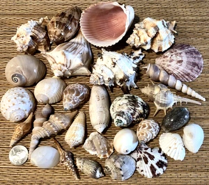 1 LB. OF MEDIUM TO LARGE SEA SHELLS - Great for crafting or decor. - Picture 1 of 6
