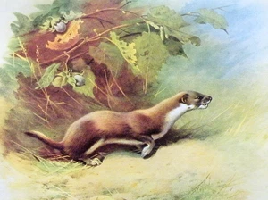 WEASEL IN WOODLAND. SMALL PRINT OF A PAINTING BY THORBURN - Picture 1 of 2