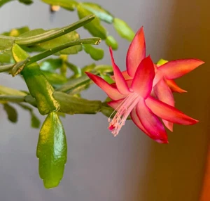 Pink True Christmas Holiday Cactus Schlumbegera Buckleyi 3 Cuttings - No Roots - Picture 1 of 8