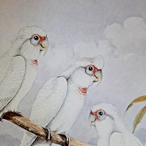 Long-Billed Corella Australian Cockatoo White Neville Cayley Art Print Plate 2 - Picture 1 of 2