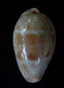 Gema Seahell Cypraea Walkeri 23-26 mm - Imagen 1 de 3