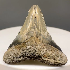 Uncommon, Cool 1.11" Baby Fossil CHUBUTENSIS Shark Tooth - Calvert Cliffs, MD - Picture 1 of 6