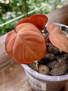 Premium Philodendron Micans Red Form. Rare Established Plant🪴 - Picture 1 of 4