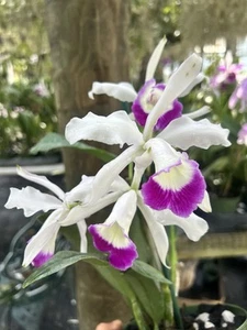 Cattleya x irrorata 'Aquimi-alba x purple lip' - Picture 1 of 4
