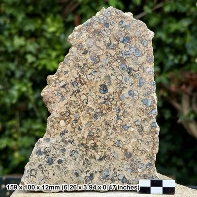 Polished Gastropod Fossil Slab | Viviparus & Ptychostylus harpaeformis | - Image 1 of 4