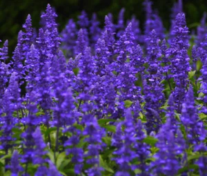 SAGE BLUE Salvia Farinacea - 50,000 Bulk Seeds - Picture 1 of 1