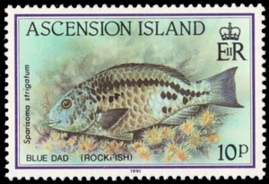 ASCENSION 521 (SG559) - Strigate Parrotfish "Sparisoma strigatum" (pb73630) - Bild 1 von 1