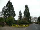 Photo 6x4 Treescape at Manuden House Maggots End Several redwoods dominat c2008